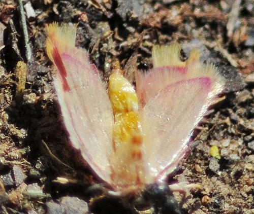 Réf. 327 059 : Carcina quercana